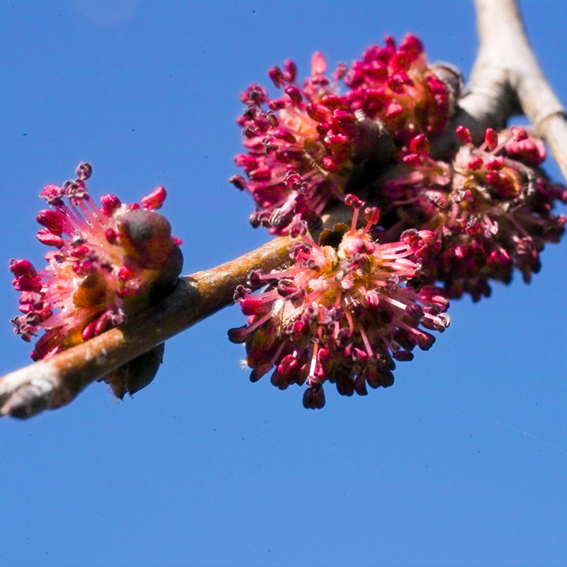 L'immagine attuale non ha un testo alternativo. Il nome del file è: 11-elm.jpg