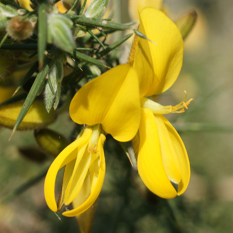 L'immagine attuale non ha un testo alternativo. Il nome del file è: 13-gorse.jpg