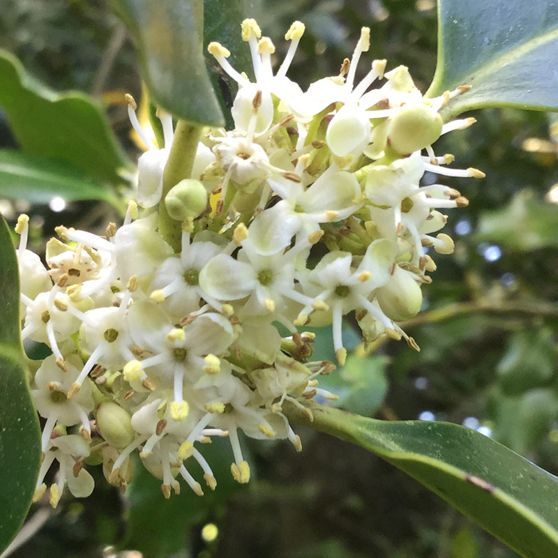 L'immagine attuale non ha un testo alternativo. Il nome del file è: 15-holly.jpg