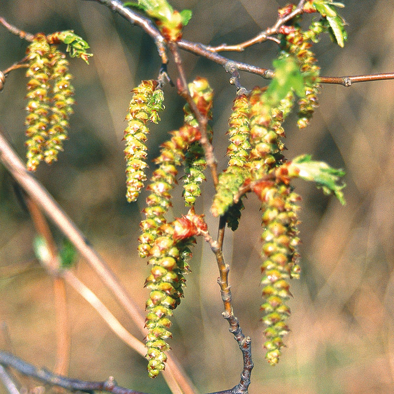 L'immagine attuale non ha un testo alternativo. Il nome del file è: 17-hornbeam.jpg