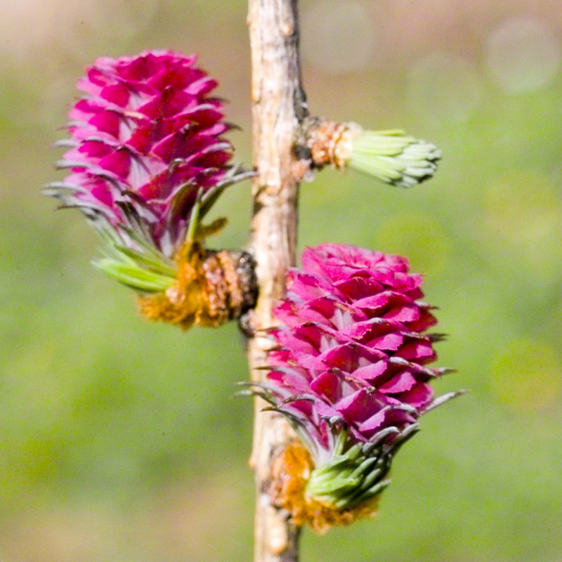 L'immagine attuale non ha un testo alternativo. Il nome del file è: 19-larch.jpg