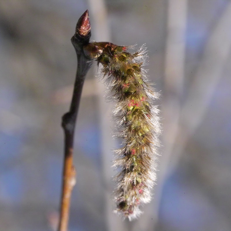 L'immagine attuale non ha un testo alternativo. Il nome del file è: 2-aspen.jpg