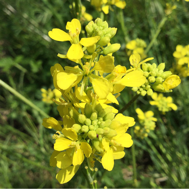 L'immagine attuale non ha un testo alternativo. Il nome del file è: 21-mustard.jpg