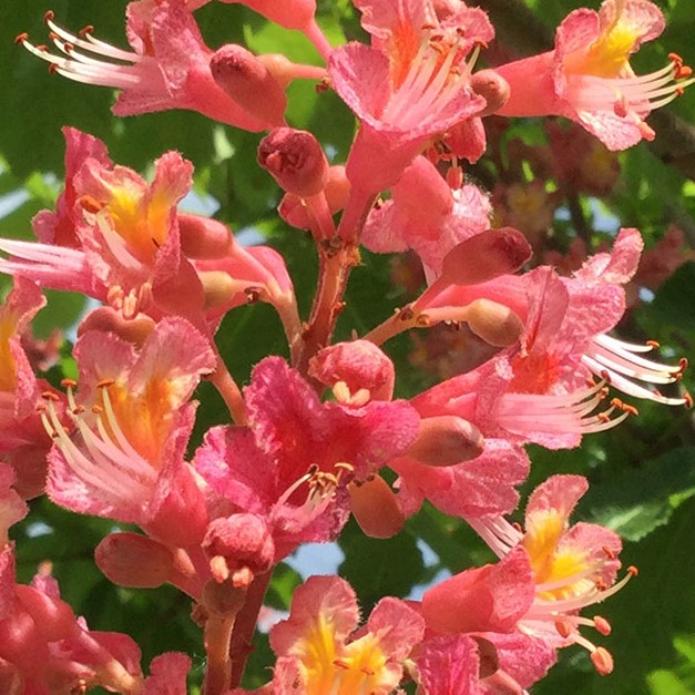 L'immagine attuale non ha un testo alternativo. Il nome del file è: 25-red-chestnut-ridotto.jpg