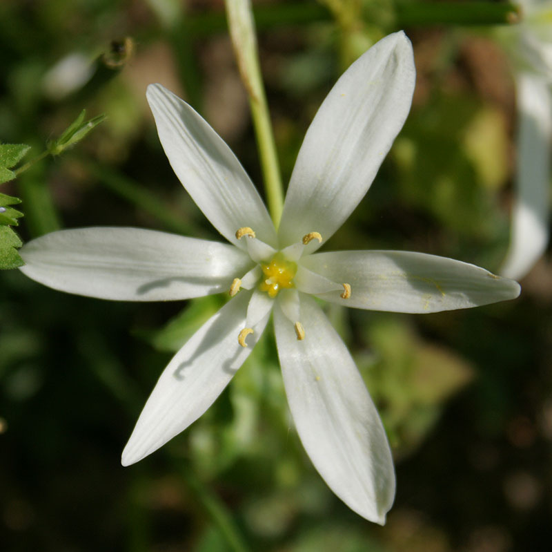 L'immagine attuale non ha un testo alternativo. Il nome del file è: 29-star-of-bethlehem.jpg