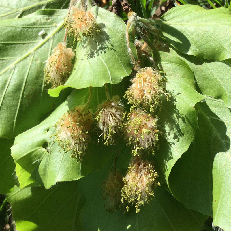 L'immagine attuale non ha un testo alternativo. Il nome del file è: 3-beech.jpg