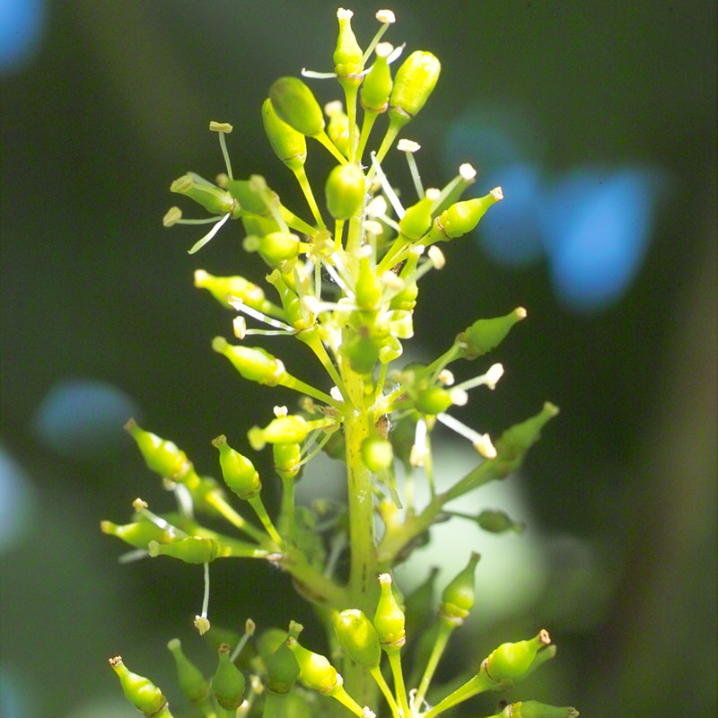 L'immagine attuale non ha un testo alternativo. Il nome del file è: 32-vine.jpg