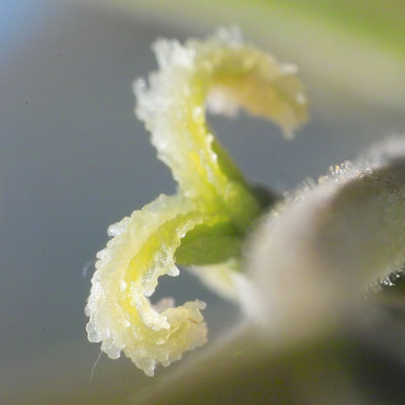 L'immagine attuale non ha un testo alternativo. Il nome del file è: 33-walnut.jpg