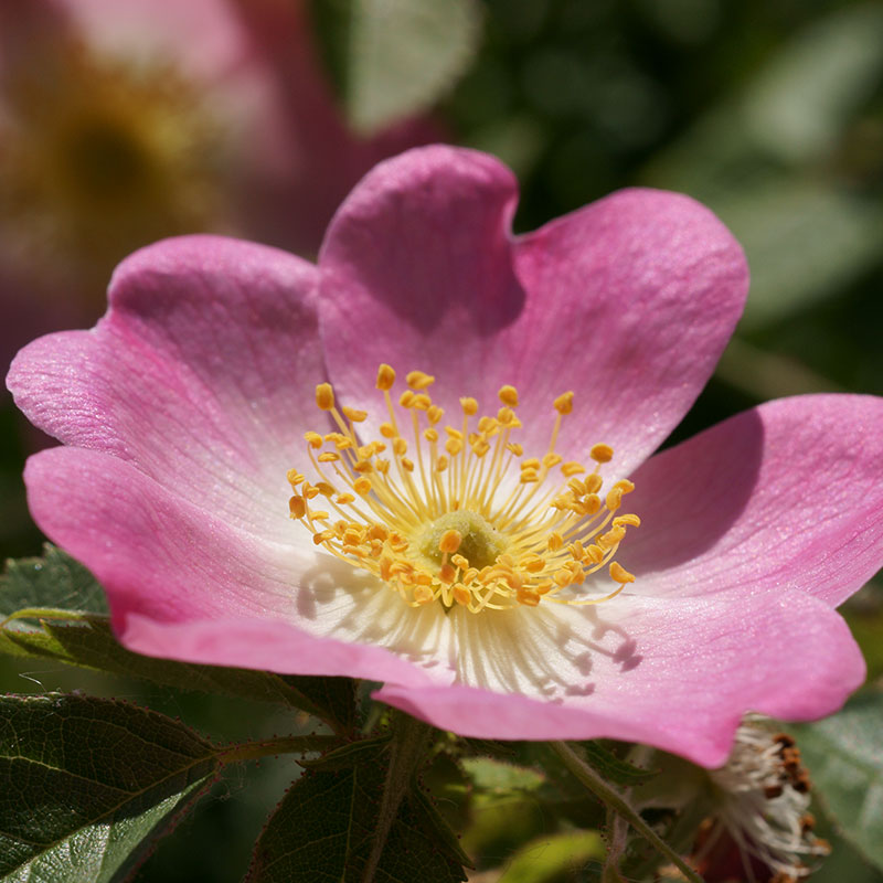 L'immagine attuale non ha un testo alternativo. Il nome del file è: 37-wild-rose.jpg