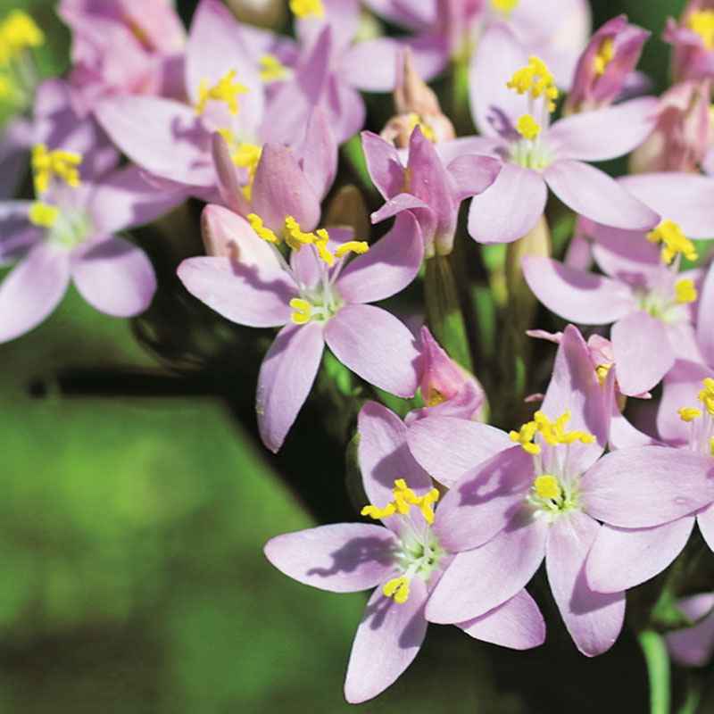 L'immagine attuale non ha un testo alternativo. Il nome del file è: 4-centaury.jpg