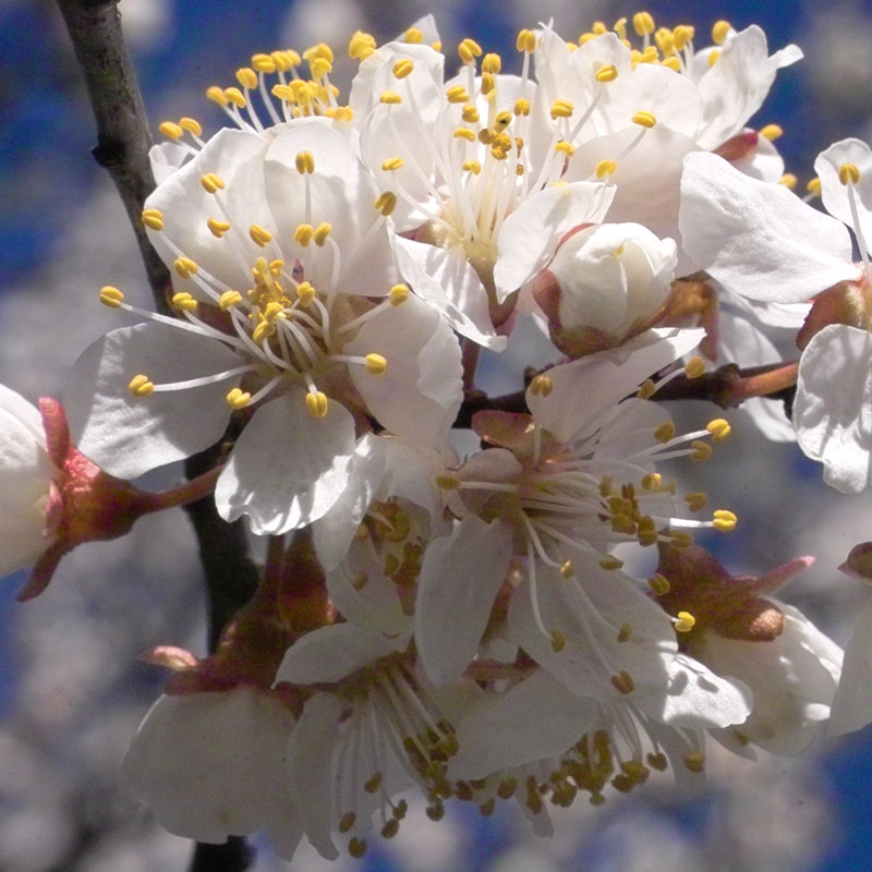 L'immagine attuale non ha un testo alternativo. Il nome del file è: 6-cherryplum.jpg