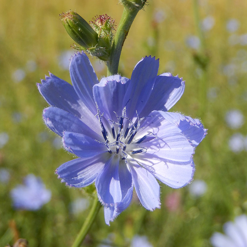 L'immagine attuale non ha un testo alternativo. Il nome del file è: 8-chicory.jpg