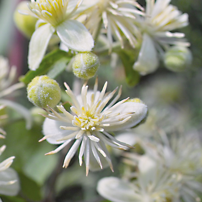L'immagine attuale non ha un testo alternativo. Il nome del file è: 9-clematis.jpg