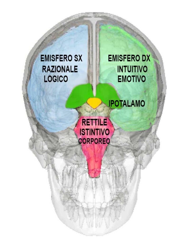 L'immagine attuale non ha un testo alternativo. Il nome del file è: il-cervello-umano-gaia-1.jpg